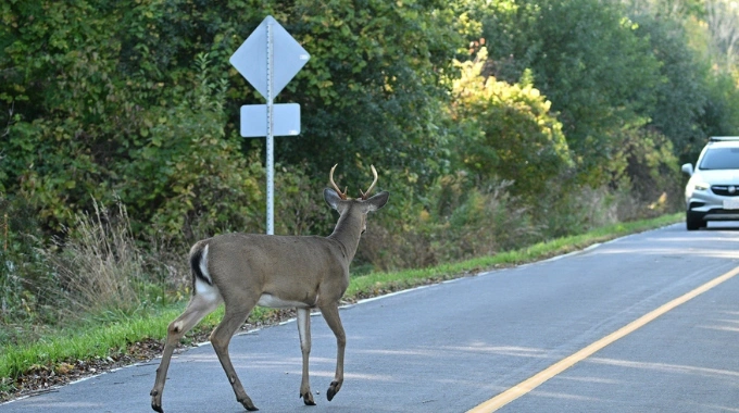 Loomadega kokkupõrgete ennetamine: mida teha, et vältida metsloomadega seotud õnnetusi ja suuri kahjusid?